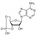 Adenosine 3',5'-Cyclic Monophosphate