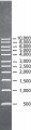 DirectLoad™ 1 kb DNA Ladder