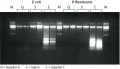 GenElute™ Bacterial Genomic DNA Kits