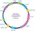 MISSION® pLKO.1-puro-CMV-TurboGFP™ Positive Control Transduction Particles, High Titer