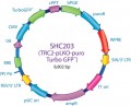 MISSION® TRC2 pLKO.5-puro-CMV-TurboGFP™ Positive Control Transduction Particles