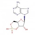 Adenosine-3',5'-cyclic monophosphate, 98%
