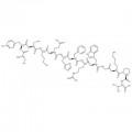 Adrenocorticotropic Hormone (1-13)