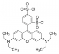 Sulforhodamine B acid chloride