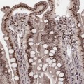 Anti-VRK3 antibody produced in rabbit
