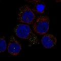 Anti-Rab44 Antibody Produced In Rabbit