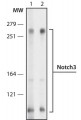 Anti-Notch3 antibody, Rat monoclonal