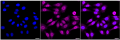 KD-Validated Anti SMCHD1 Antibody, clone 24GB2385, Rabbit Monoclonal