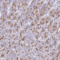 Anti-PIGU antibody produced in rabbit