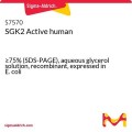 SGK2 Active human