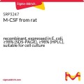 M-CSF from rat