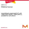 Midkine human
