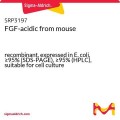 FGF-acidic from mouse