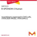 R-SPONDIN-3 human