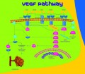 VEGF-B human