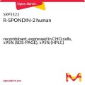 R-SPONDIN-2 human